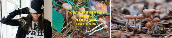 прущие грибы Алексин