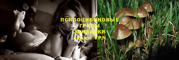 прущие грибы Алексин